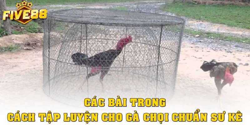 Các bài trong cách tập luyện cho gà chọi chuẩn sư kê