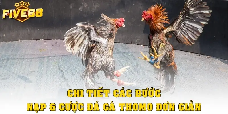 Chi tiết các bước nạp & cược đá gà Thomo đơn giản