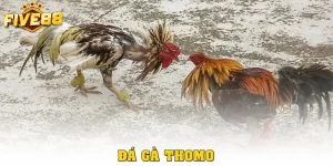 Đá Gà Thomo Tại Nhà Cái Five88 Cho Dân Chơi Chuyên Nghiệp