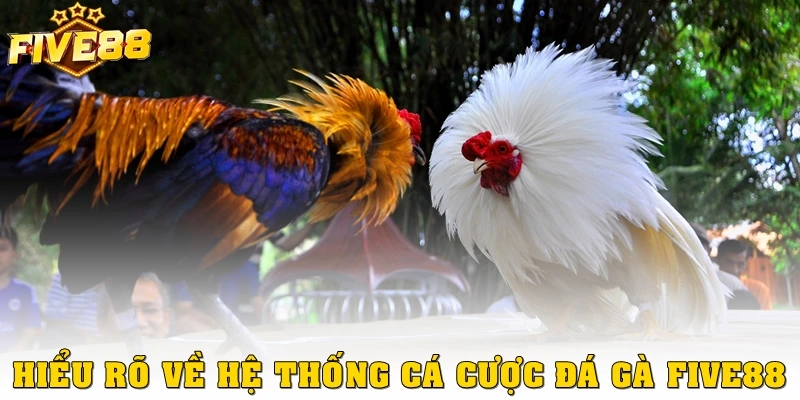 Hiểu rõ về hệ thống cá cược tại sảnh đá gà Five88