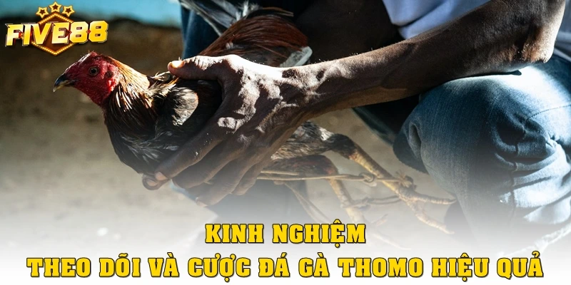 Kinh nghiệm theo dõi và cược chọi gà Thomo hiệu quả