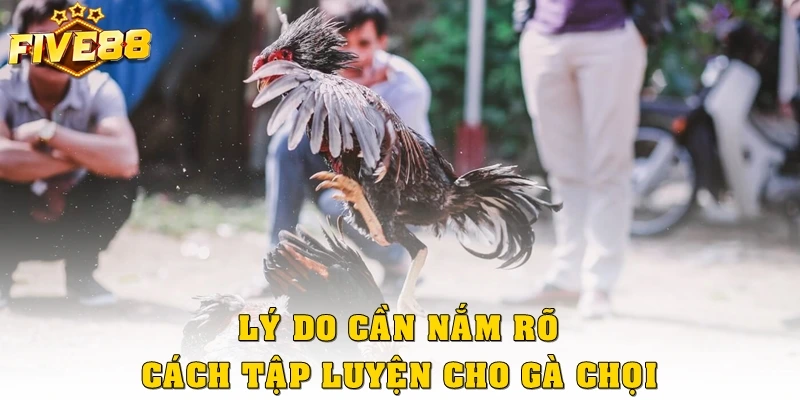 Lý do sư kê cần nắm rõ cách tập luyện cho gà chọi