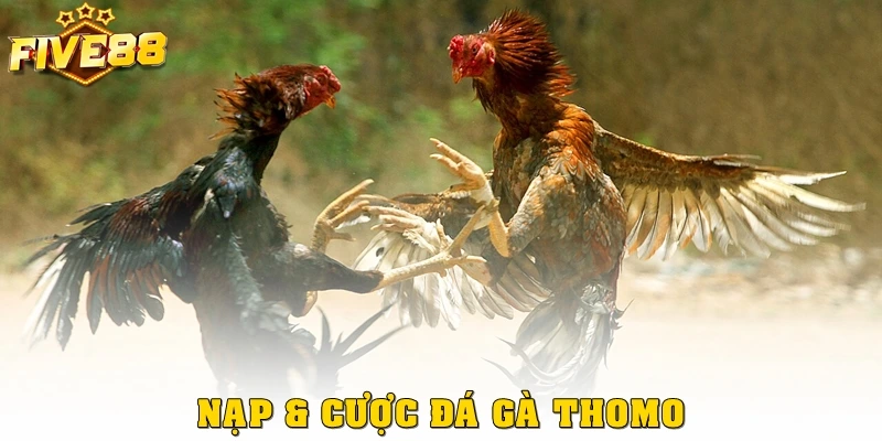 Nạp & Cược Đá Gà Thomo Chi Tiết Và Nhanh Gọn Tại Five88
