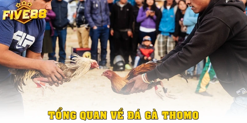 Tổng quan về đá gà Thomo